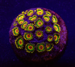 Zoanthus spp. (Rasta) (frag)