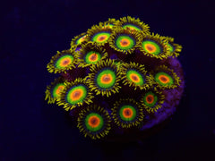 Zoanthus spp. (Rasta) (frag)