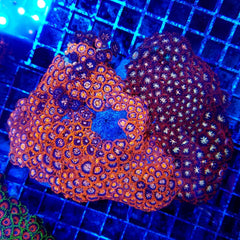 Zoanthus spp. (Red-Orange)