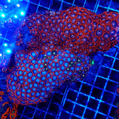 Zoanthus spp. (Red-Orange)