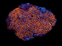 Zoanthus spp. (Red-Orange)