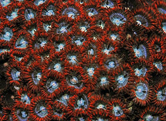 Zoanthus spp. (Red-Orange)