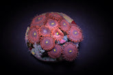 Zoanthus spp. (Red People Eater) (frag)