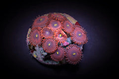 Zoanthus spp. (Red People Eater) (frag)