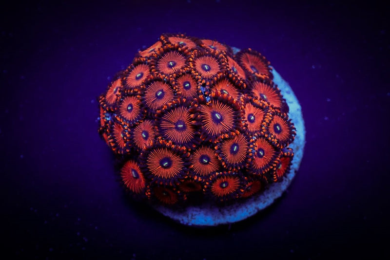 Zoanthus spp. (Red People Eater) (frag)