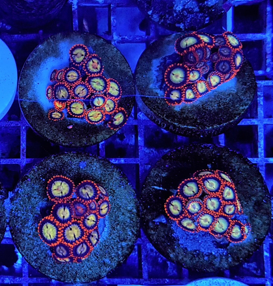 Zoanthus spp. (Ultra) (frag)
