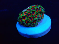 Zoanthus spp. (Watermelon) (frag)
