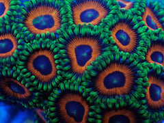 Zoanthus spp. (Watermelon) (frag)