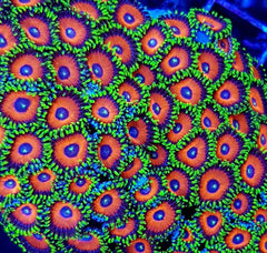 Zoanthus spp. (Watermelon) (frag)