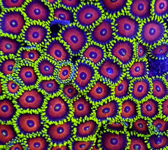 Zoanthus spp. (Watermelon) (frag)