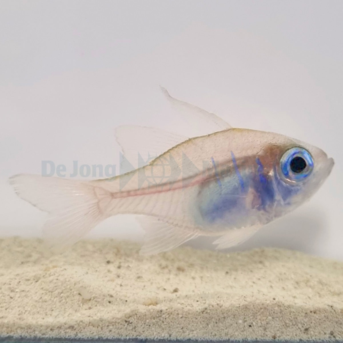 Zoramia leptacantha