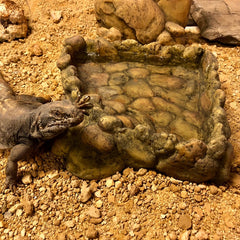 Ex corner water dish