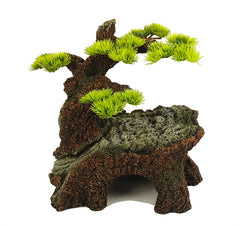 BLUE BELLE PACIFIC BONSAI WONDER 2