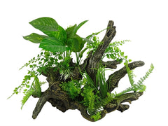 BLUE BELLE PACIFIC AQUASCAPE 1