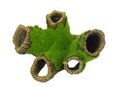 BLUE BELLE PACIFIC MOSSY ROOTER