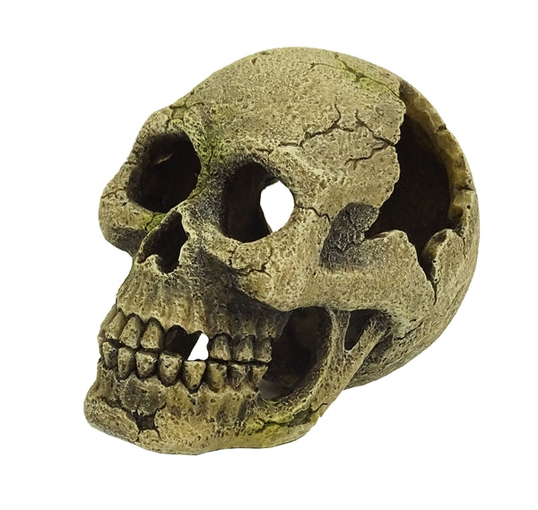 Blue Belle Pacific Skully 9 cm