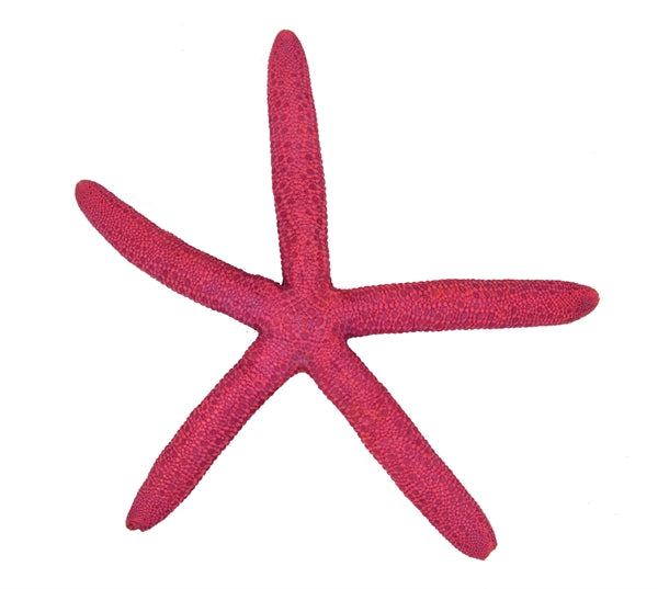 Blue Belle Pacific Star Fish Color Pink 20 cm