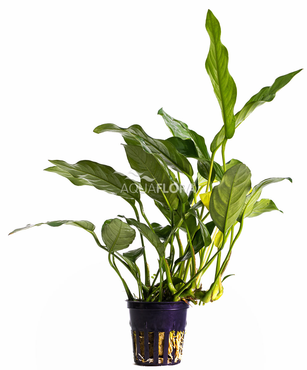 Anubias gracilis