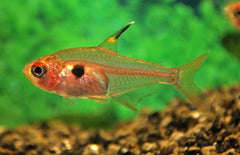 Megalamphodus Sweglesi Rode Fantoomzalm