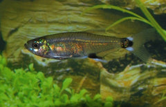 Aphyocharax Nattereri Staartvlekzalm