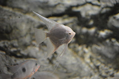 Pterophyllum scalare Maanvis diamant platinum
