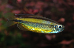 Phenacogrammus Aurantiacus Zalm Congo Aurantiacus