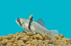 Redigobius Balteatus Neushoorn Gobie