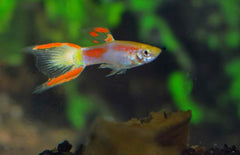 Poecilia Wingei Yellow Laser Tail (m-f) M
