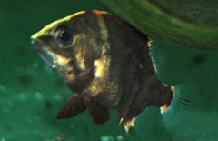 Datnioides Campbelli S Nieuw-Guinea Tijgerbaars