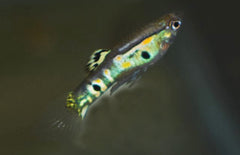 Poecilia Reticulatus Ginga Green M Gup Ginga Green