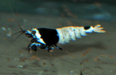 Caridina Crystal Black Flowerhead - Garnaal