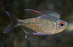 Moenkhausia Pittieri L Diamantzalm (wildvang)