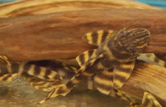 Panaqolus Tankei L398