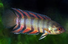 Ctenopoma-microctenopoma Ansorgii M Prachtklimbaars