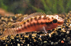Nanochromis Dimidiatus Rode Cichlide Congo