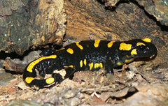 vuursalamander