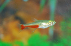 Aphyocharax Rathbuni Pracht Roodvinzalm