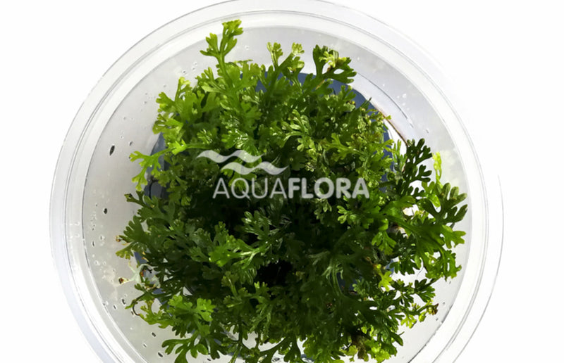 Bolbitis heteroclita 'difformis' - In Vitro Cup