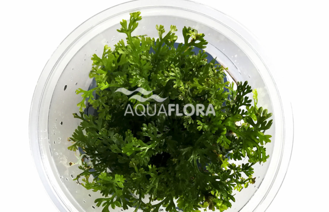 Bolbitis heteroclita 'difformis' - In Vitro Cup