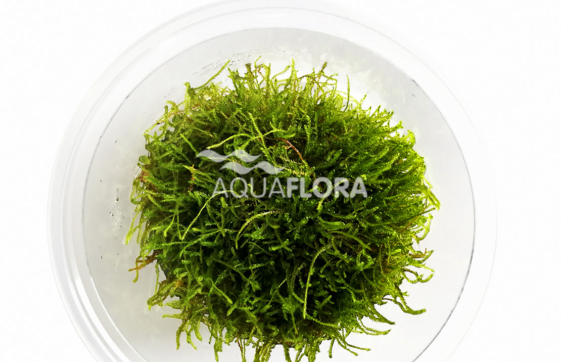 Taxiphyllum Sp. 'giant' - In Vitro Cup