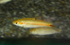 Barbus Bimaculatus