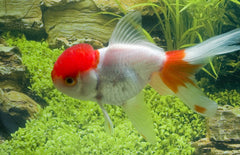 Sluier Staart Leeuwenkop Rood Wit