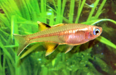 Pseudomugil Signifer Regenboogvis Signifer