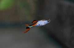 Poecilia Wingei Silverado (m-f) M