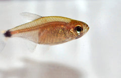 Serrapinnus Kriegi Tetra Kriegi