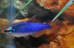 Inpaichthys Kerri "super Blue" Blauwe Koningszalm