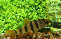 Distichodus Sexfasciatus Zebra Zalm Congo