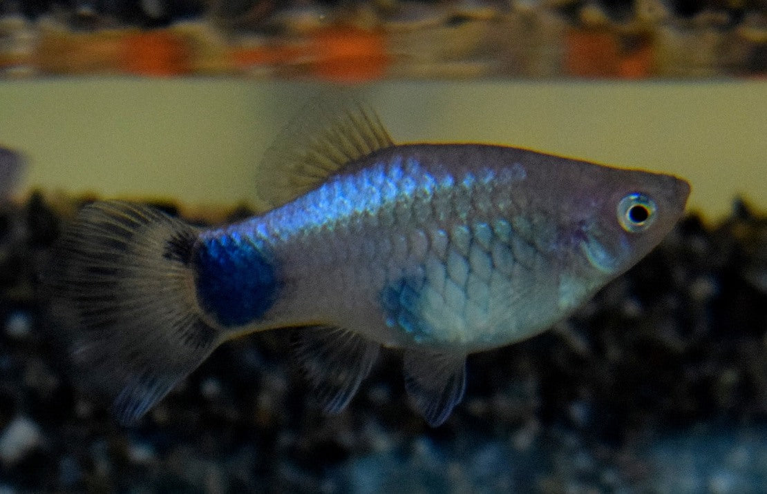 Xiphophorus maculatus Platy Blauw