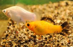 Poecilia velifera Hoogvinkarper albino