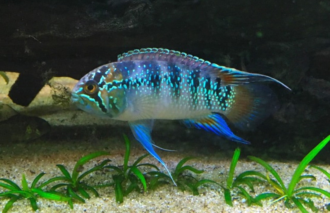 Nannacara adoketa 'Sao Gabriel' F1 M Zebra Acara